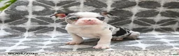 Boston Terrier dogs for sale: Wellington - Ad 3