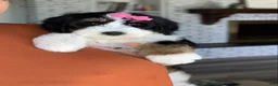 Bernedoodle dogs for sale: Birdie - Ad 3