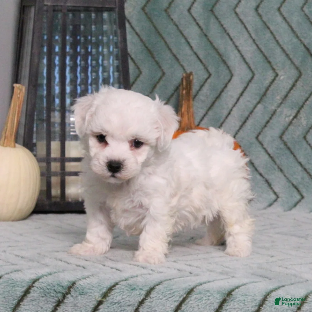 Bichon Frise dogs for sale: Jasmine - Ad 5