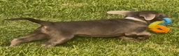 Labrador Retriever dogs for sale: Labrador Retriever 1 - Ad 20