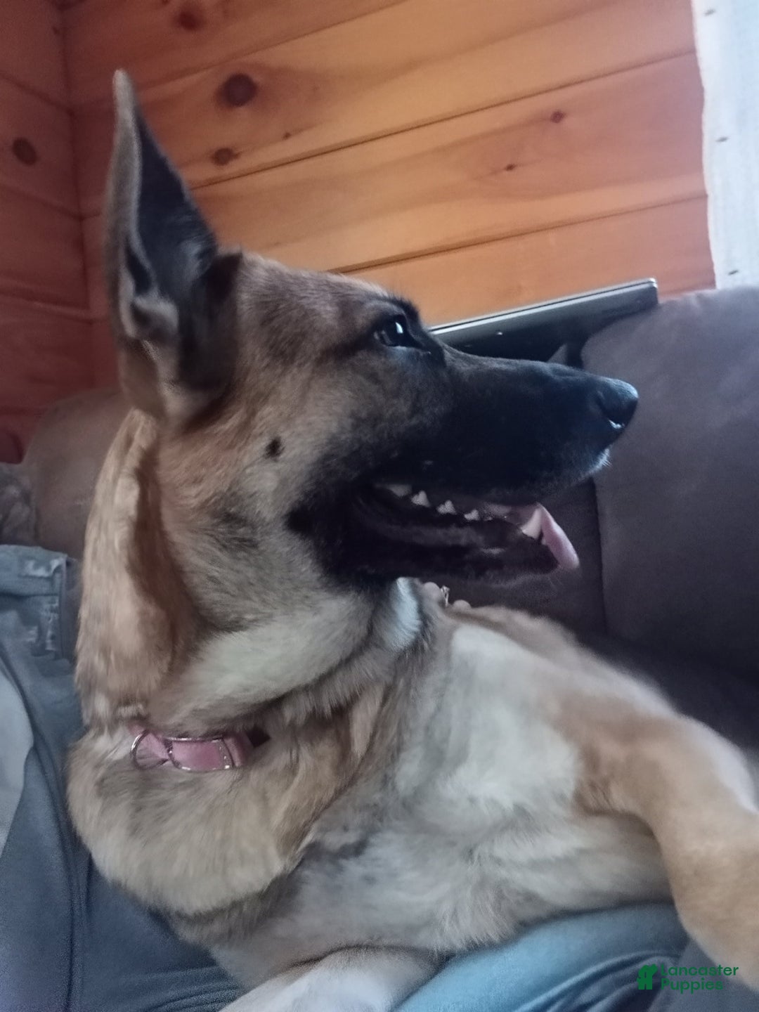 Gallery Image {{count}}