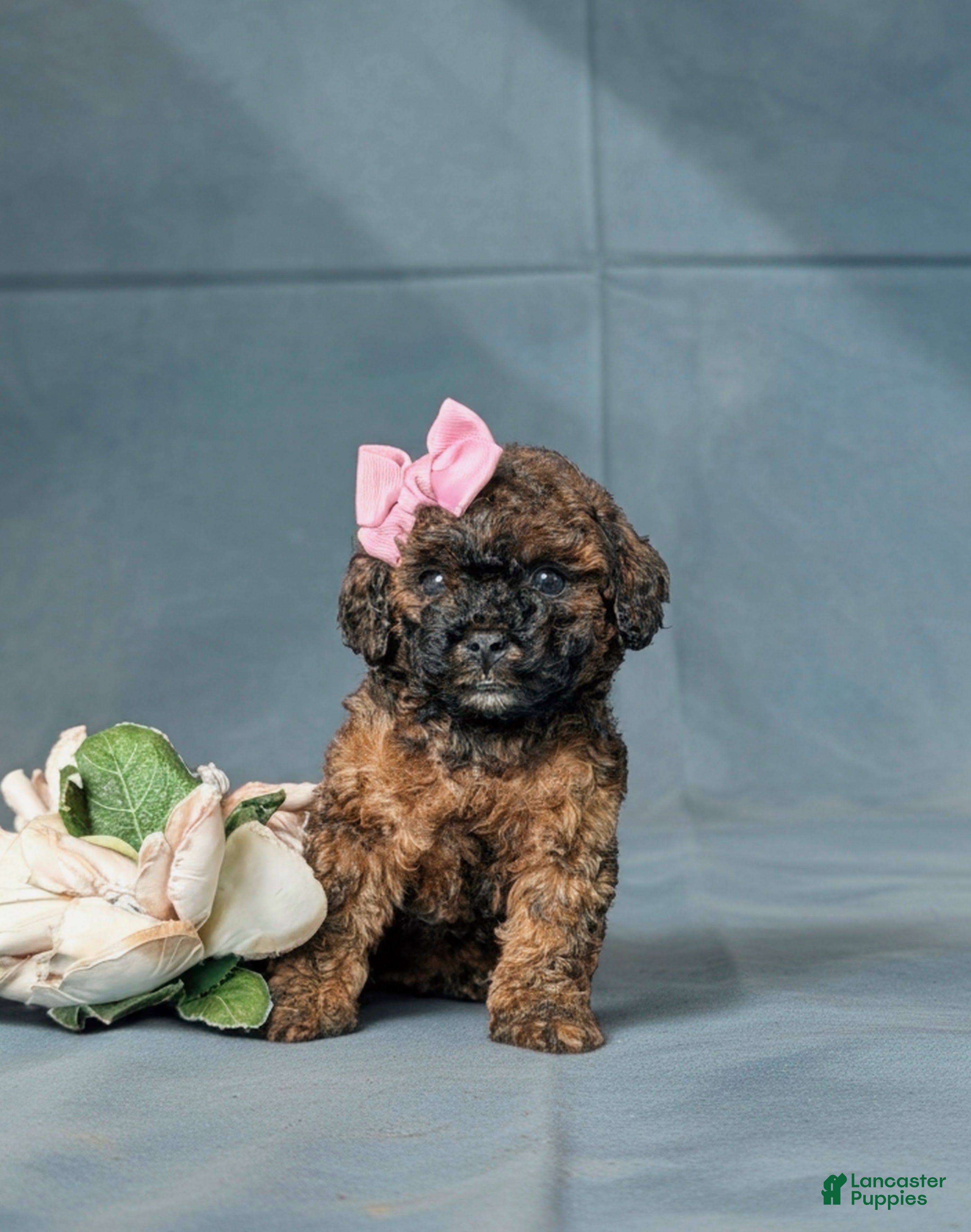 Lhasapoo dogs Chantell Hypoallergenic - Ad 2