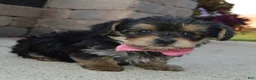 Yorkiepoo dogs for sale: Tiny Stella - Ad 6