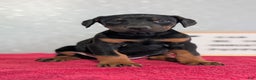Doberman Pinscher dogs for sale: Lyla - Ad 3