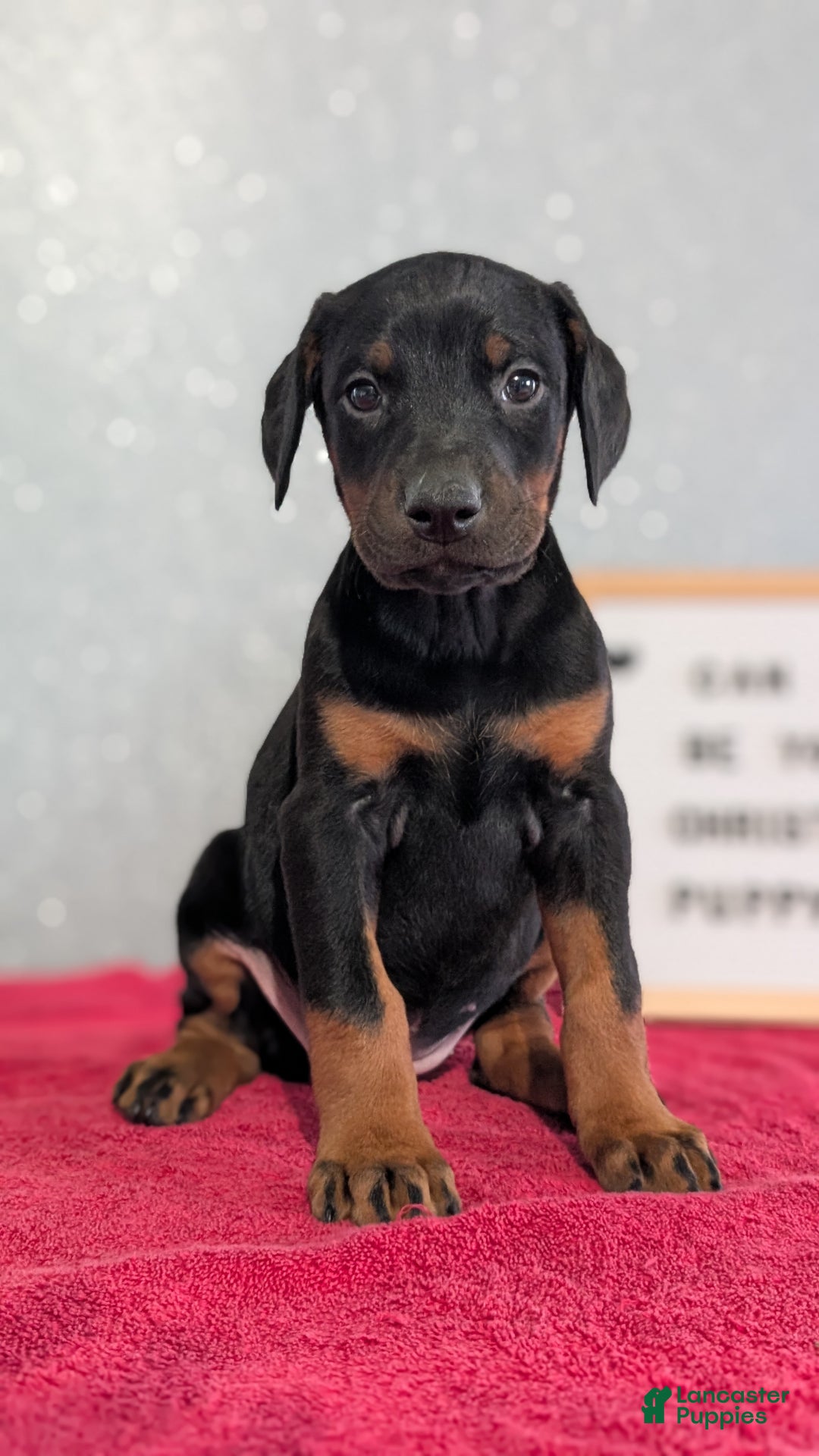 Doberman Pinscher dogs for sale: Lyla - Ad 3
