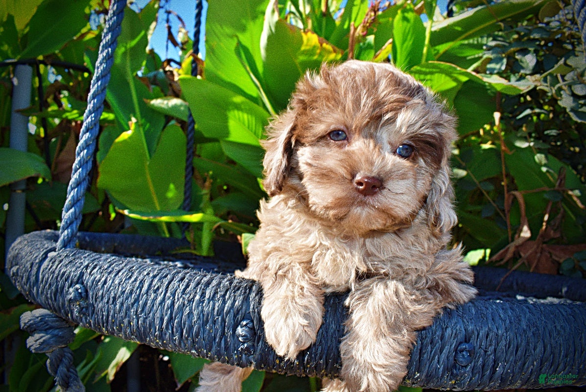 Havapoo dogs for sale: Picasso - Ad 2