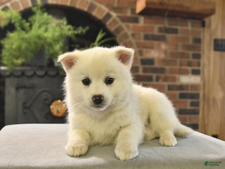 Pomsky dogs Kaden - Ad 2