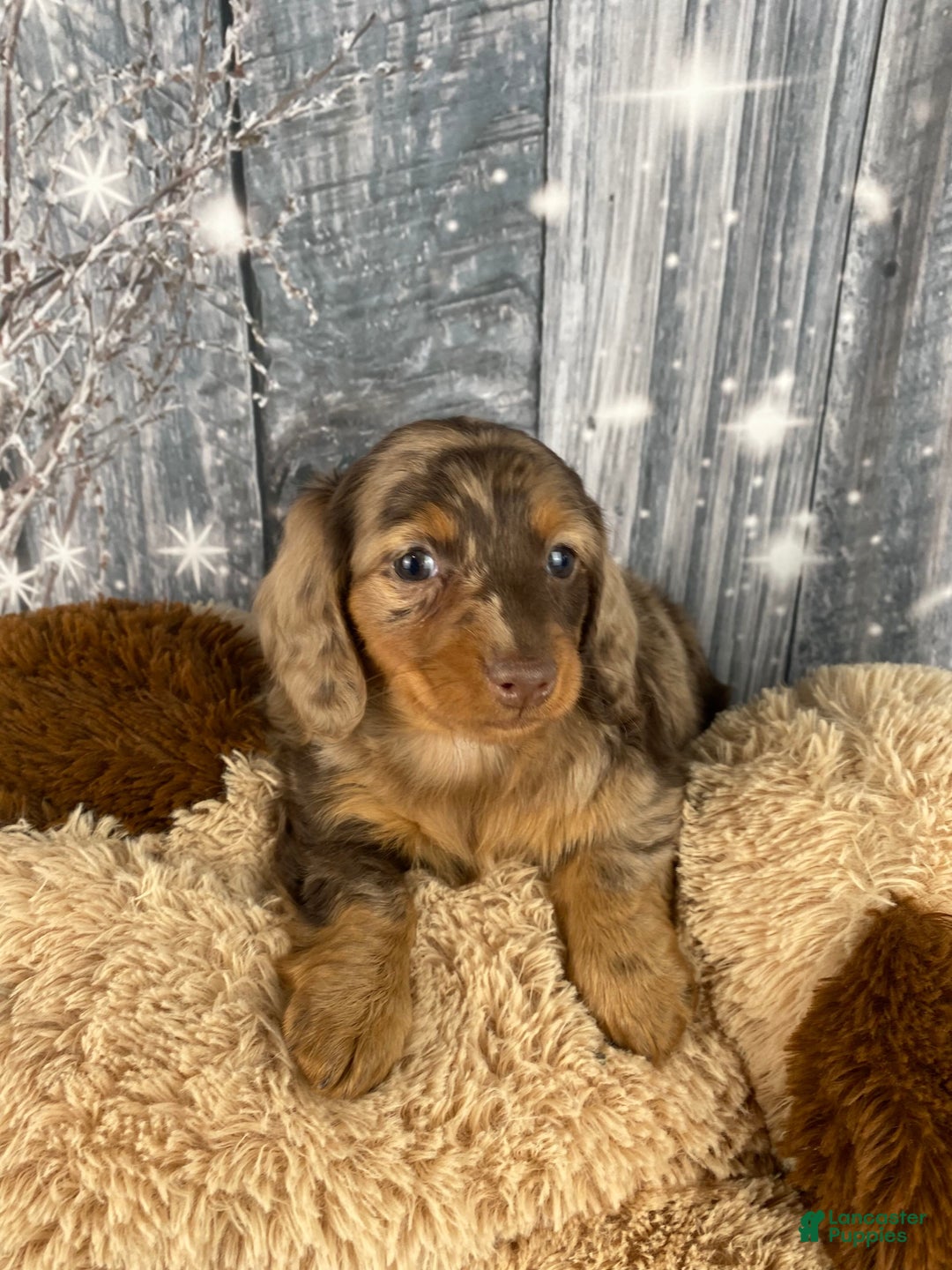 Miniature Dachshund dogs for sale: Skye - Ad 4