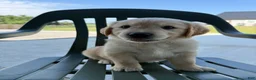 Golden Retriever dogs for sale: Grace - Ad 11