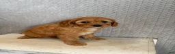 Cavapoo dogs for sale: Maya - Ad 5