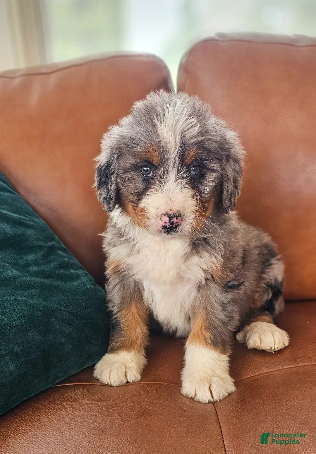 Bernedoodle dogs for sale: Blue! - Ad 4