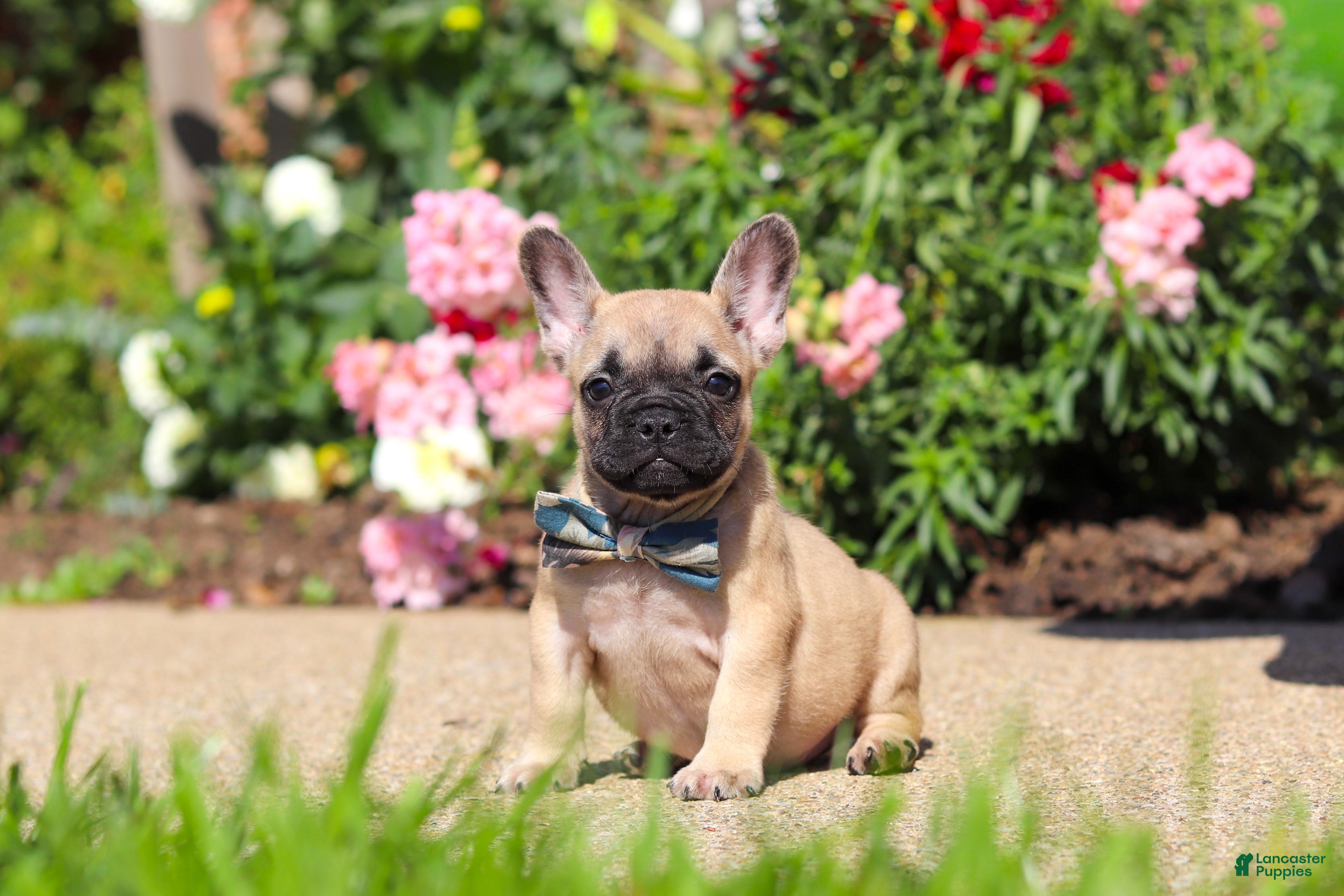 French Bulldog dogs for sale: Brody - Ad 1