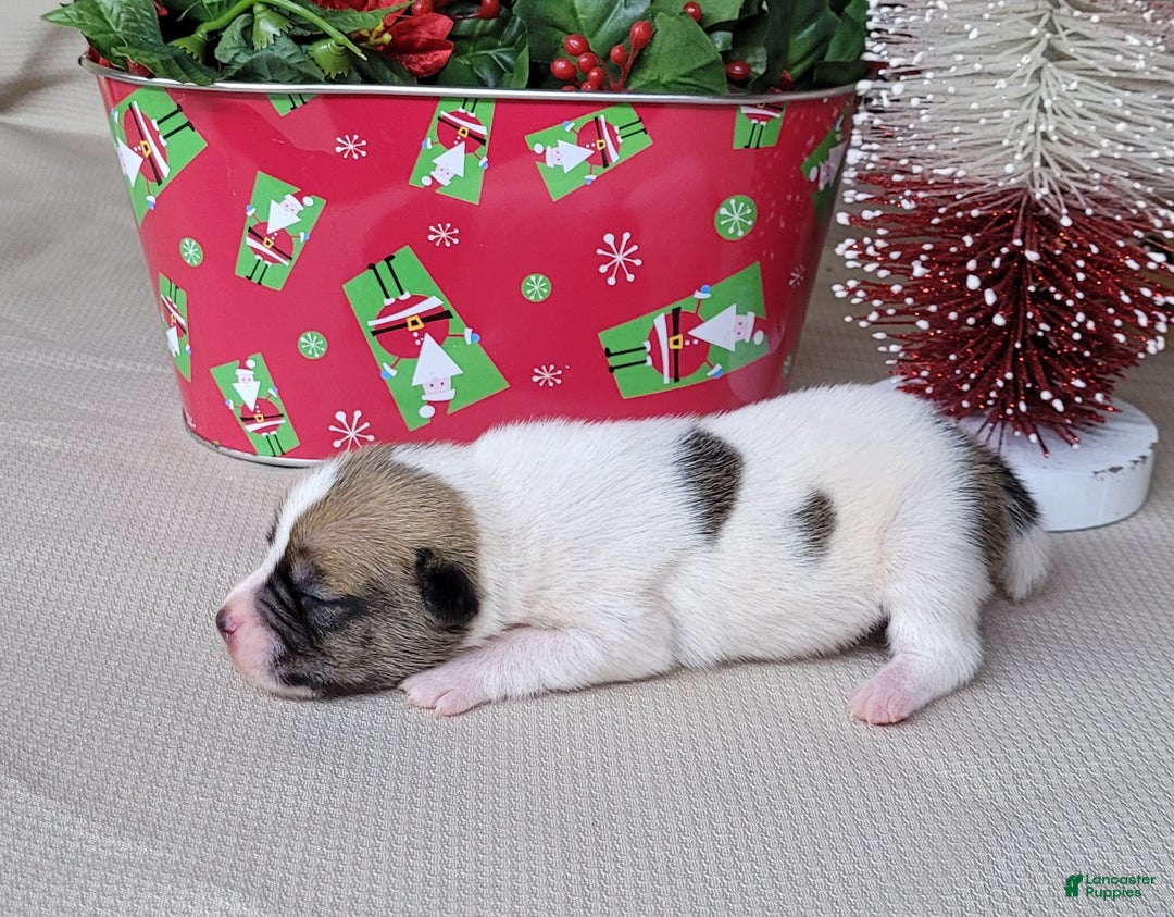 Jack Russell Terrier dogs for sale: Westfork's TORQ - Ad 4