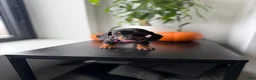 Miniature Dachshund dogs for sale: Reign - Ad 3