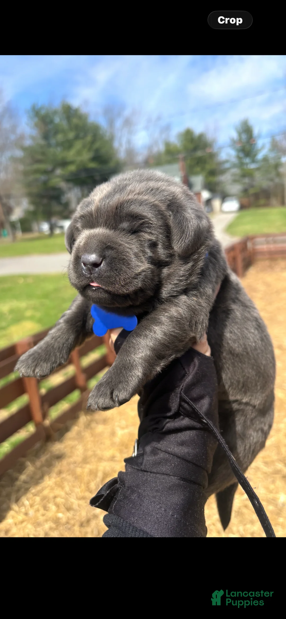 Labrador Retriever dogs for sale: Labrador Retriever Puppy 2 - Ad 14