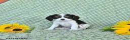 Cavalier King Charles Spaniel dogs for sale: Tyler - Ad 4