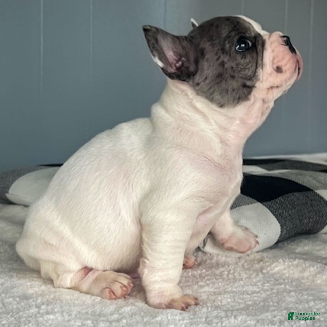 French Bulldog dogs for sale: Omar - Ad 12