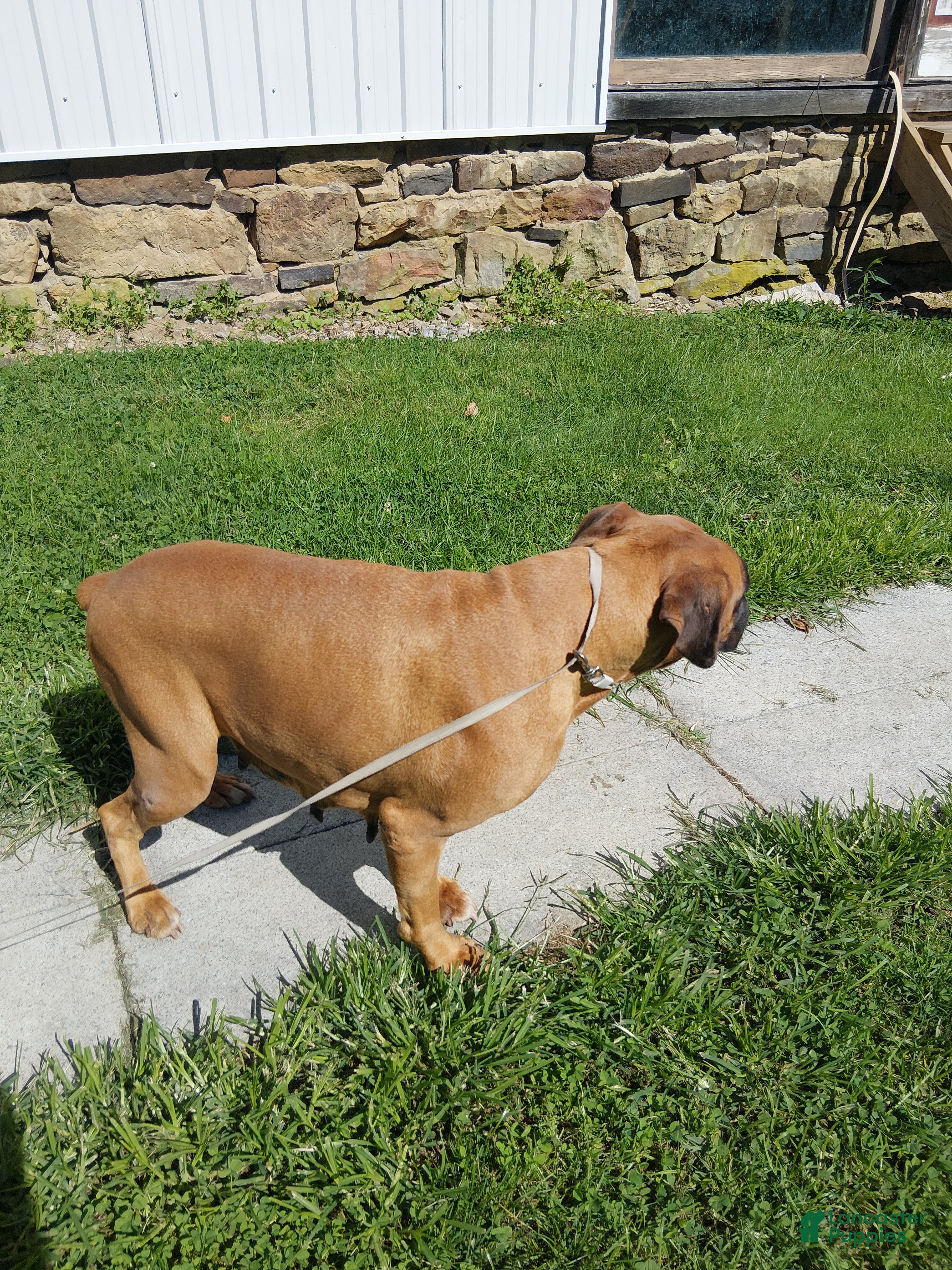 Boxer dogs Tootsie - Ad 2