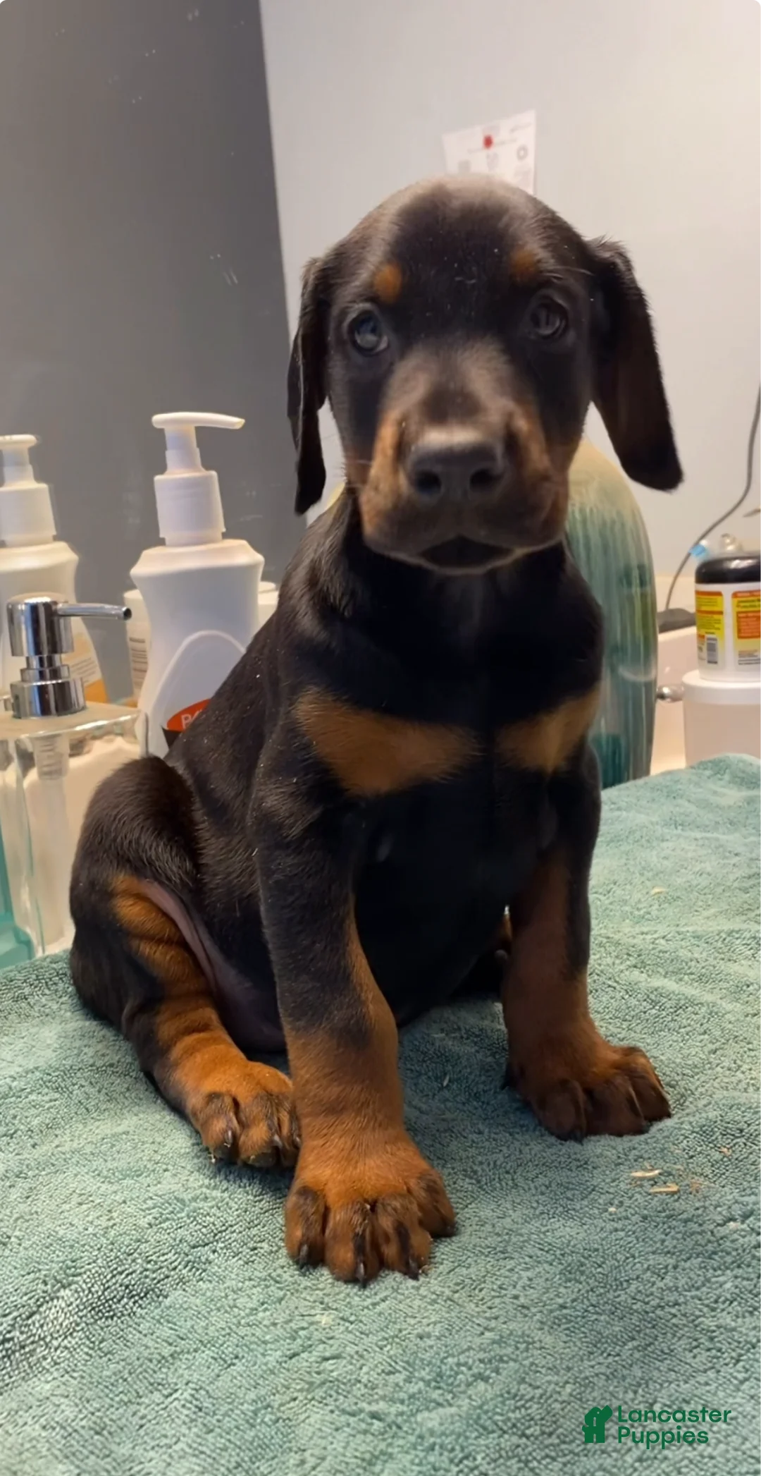 Doberman Pinscher dogs for sale: Doberman Pinscher Puppy 2 - Ad 2