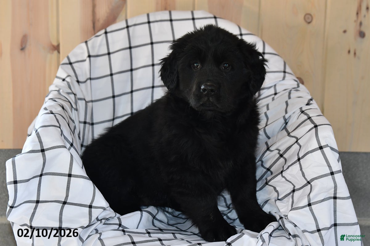 Mixed Breed dogs Cami - Ad 30