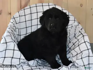 Mixed Breed dogs Cami - Ad 30