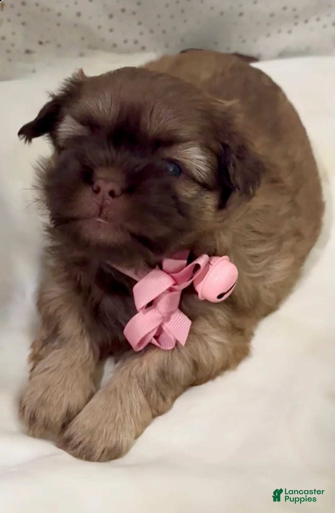 Shih Tzu dogs for sale: Spice Cake - Ad 2