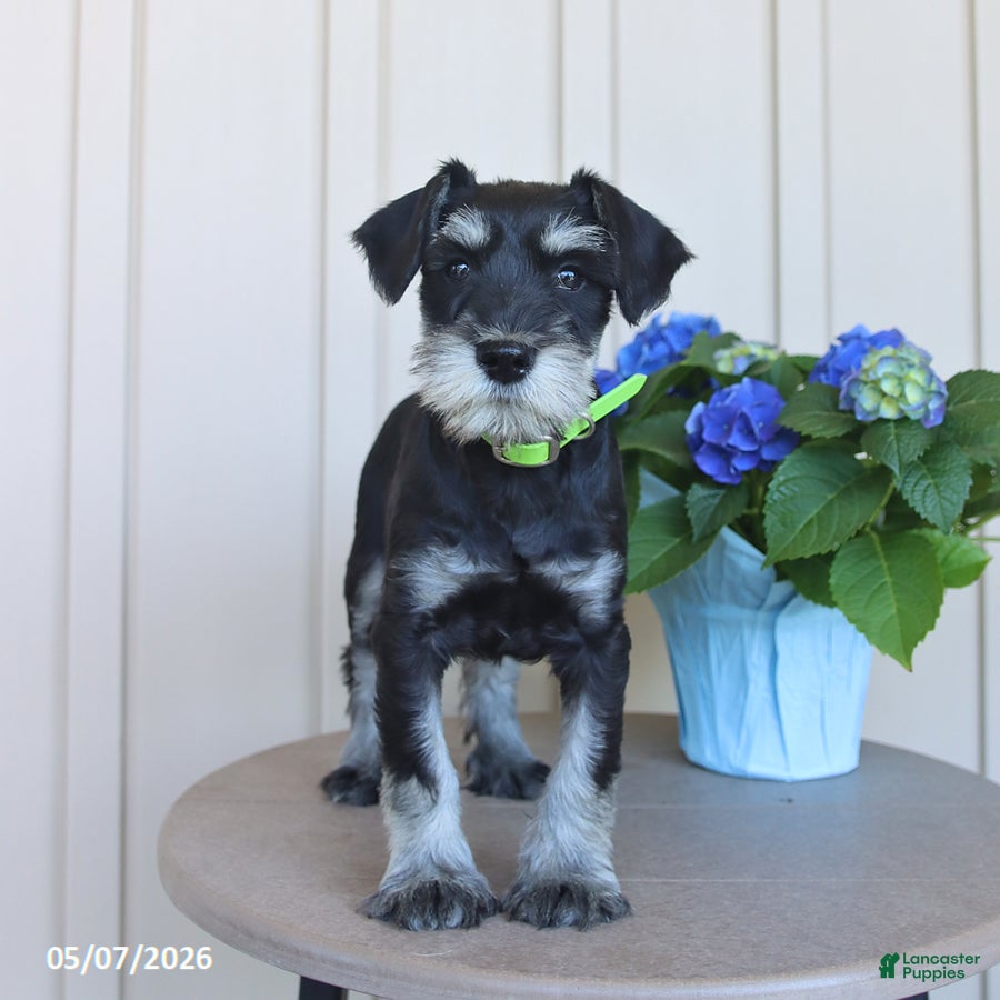 Miniature Schnauzer dogs Jackson - Ad 1