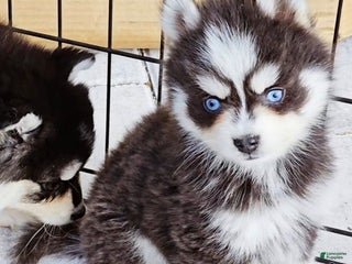 Pomsky dogs Blue Robin - Ad 1