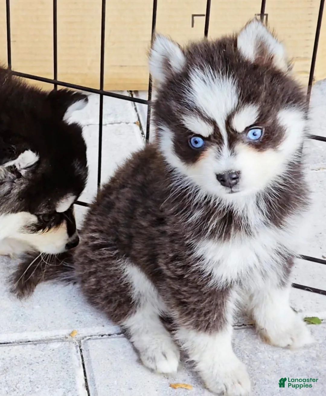Pomsky dogs for sale: Blue Robin - Ad 1