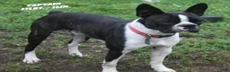 Boston Terrier dogs for sale: Rosie - Ad 5