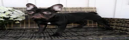 French Bulldog dogs for sale: Becca - Ad 3