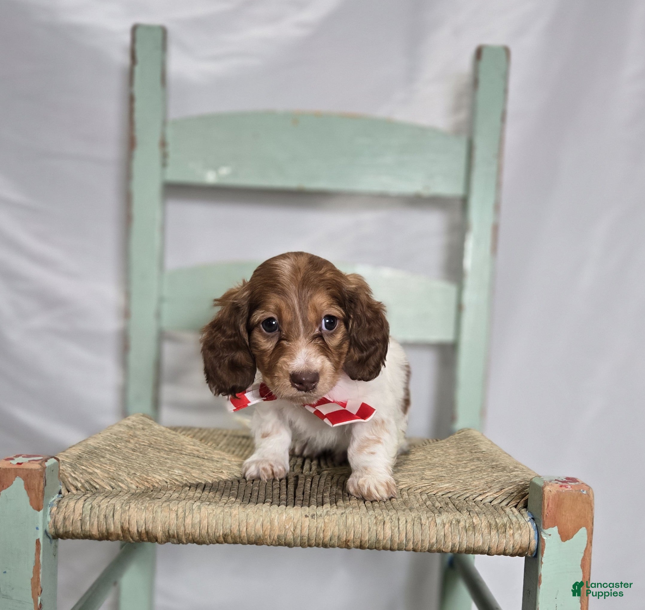 Miniature Dachshund dogs Allen - Ad 2