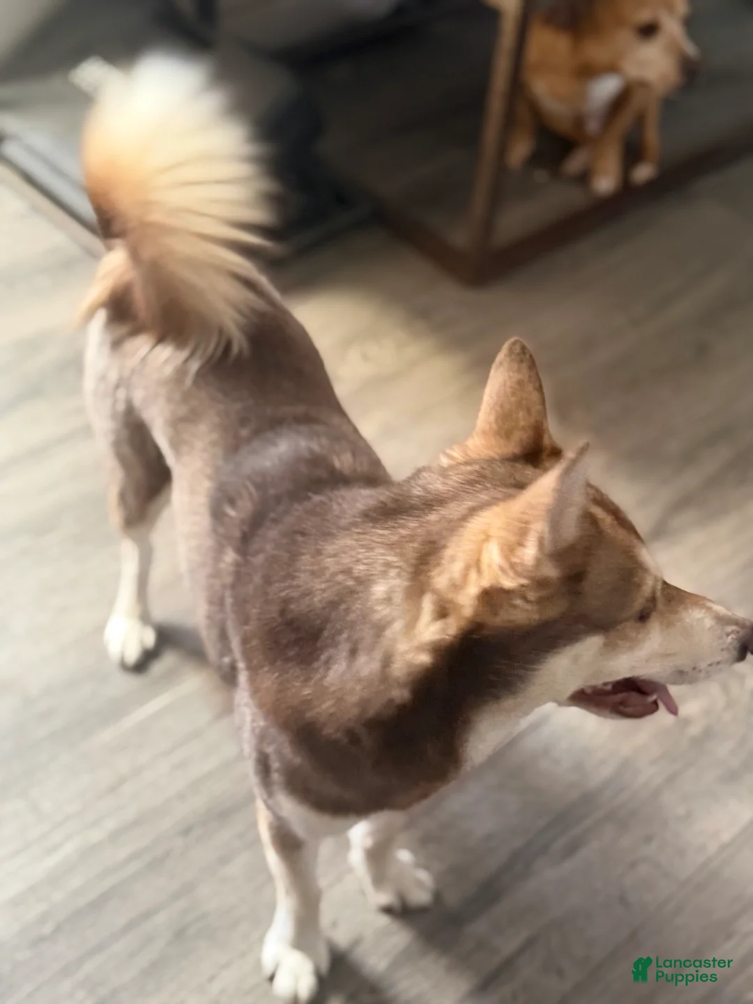 Alaskan Klee Kai dogs for sale: Alaskan Klee Kai Puppy 1 - Ad 8