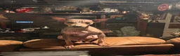 Rat Terrier dogs for sale: Rat Terrier 1 - Ad 5