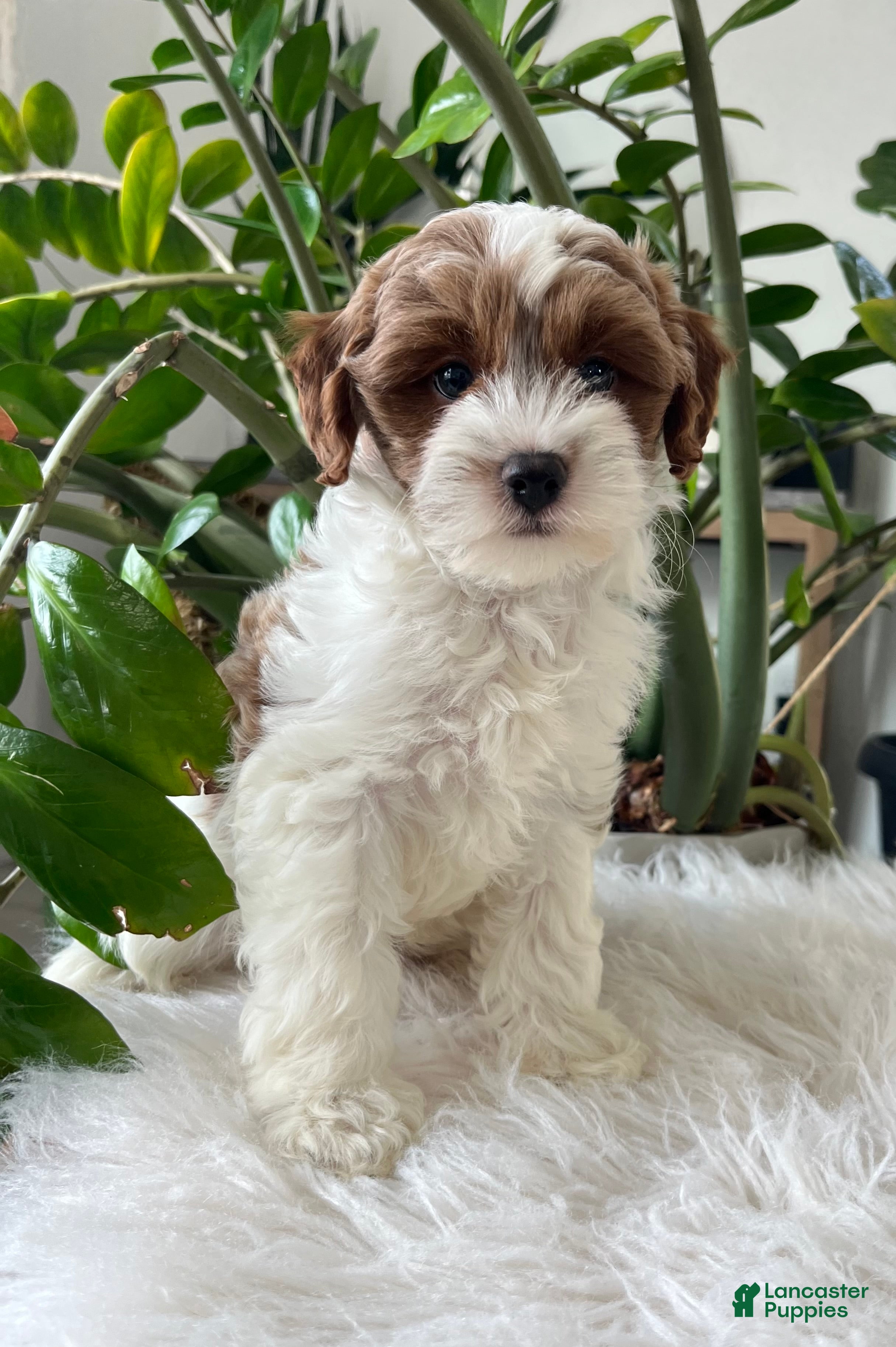 Cavapoo dogs Demi  - Ad 2