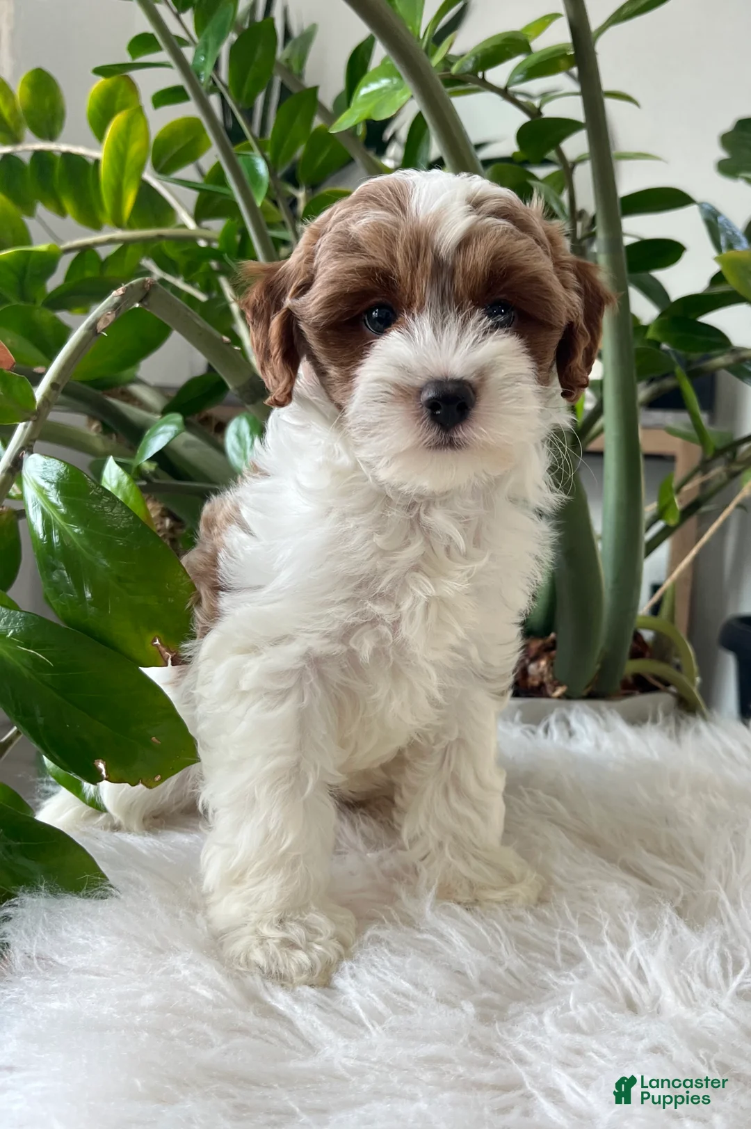 Cavapoo dogs for sale: Demi  - Ad 2