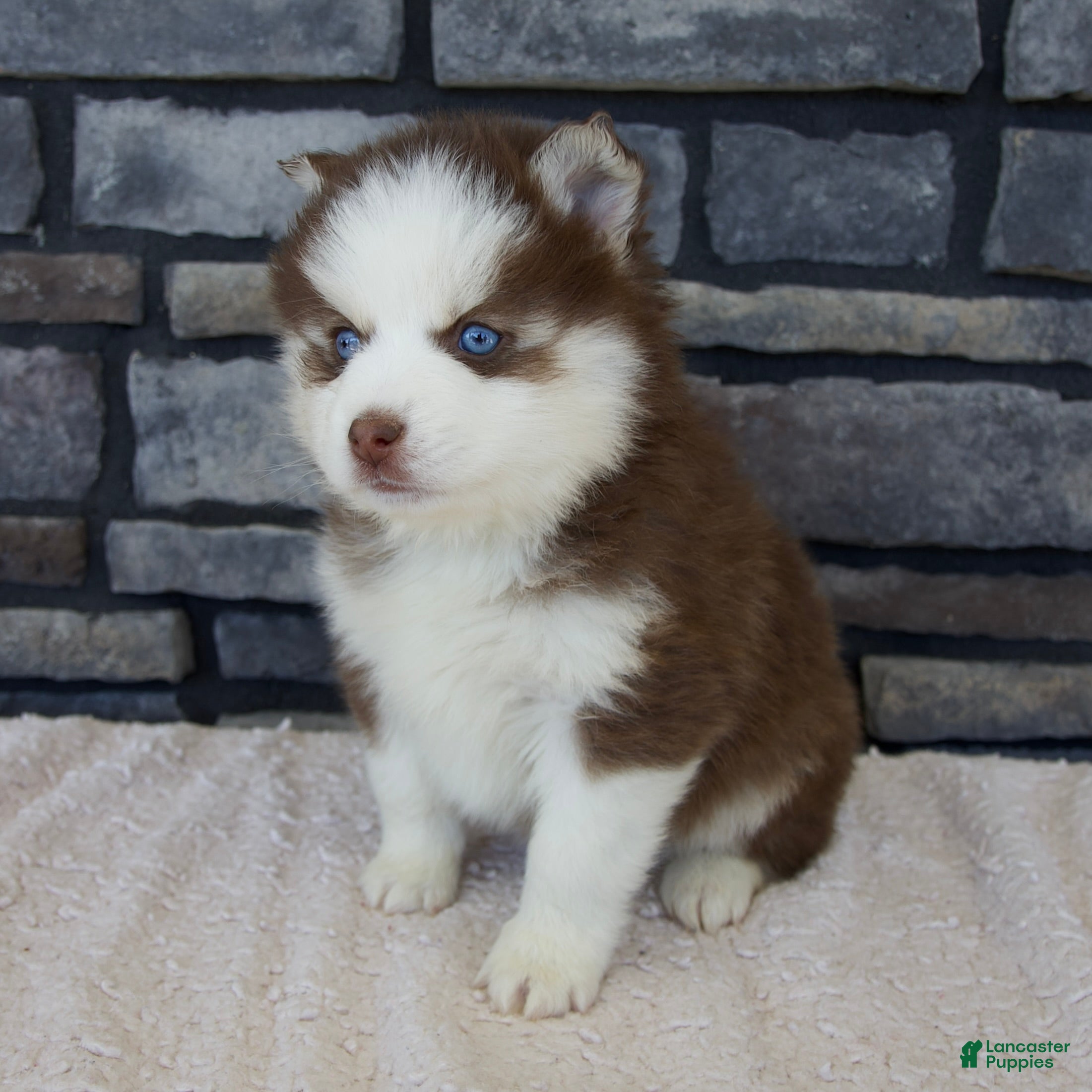 Pomsky dogs Ruby - Ad 1