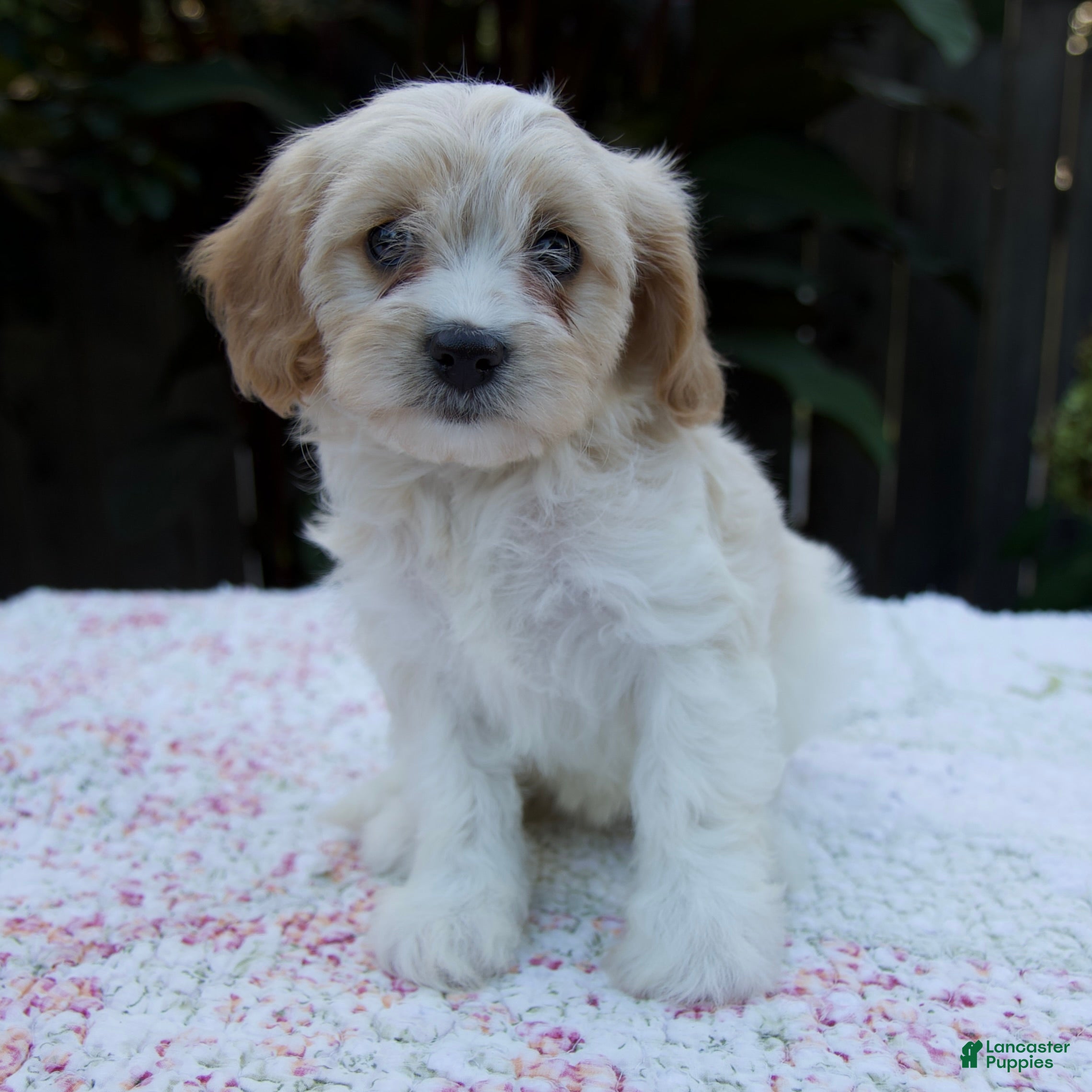 Cavapoo dogs Fern - Ad 2