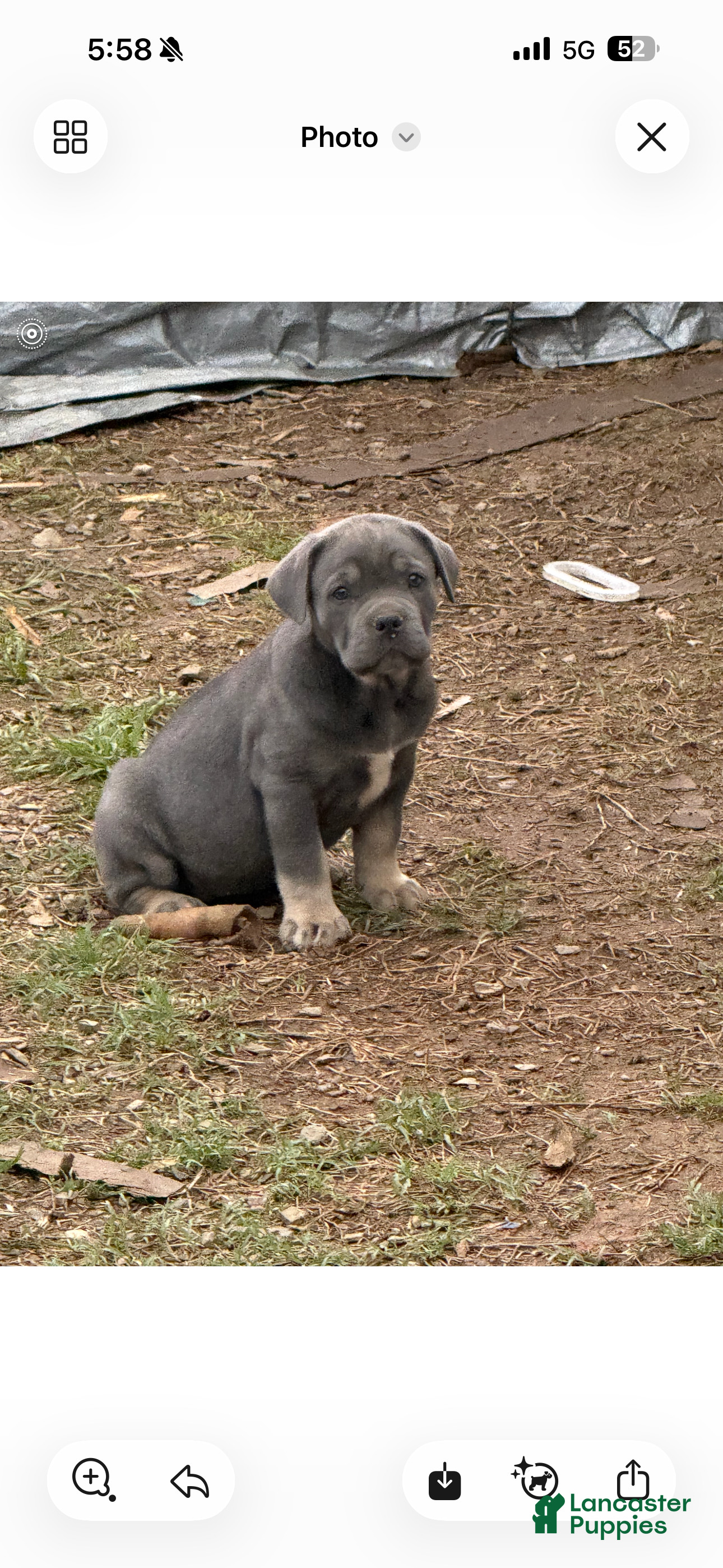 Cane Corso dogs Cane Corso Puppy 6 - Ad 6