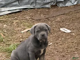 Cane Corso dogs Cane Corso Puppy 6 - Ad 6