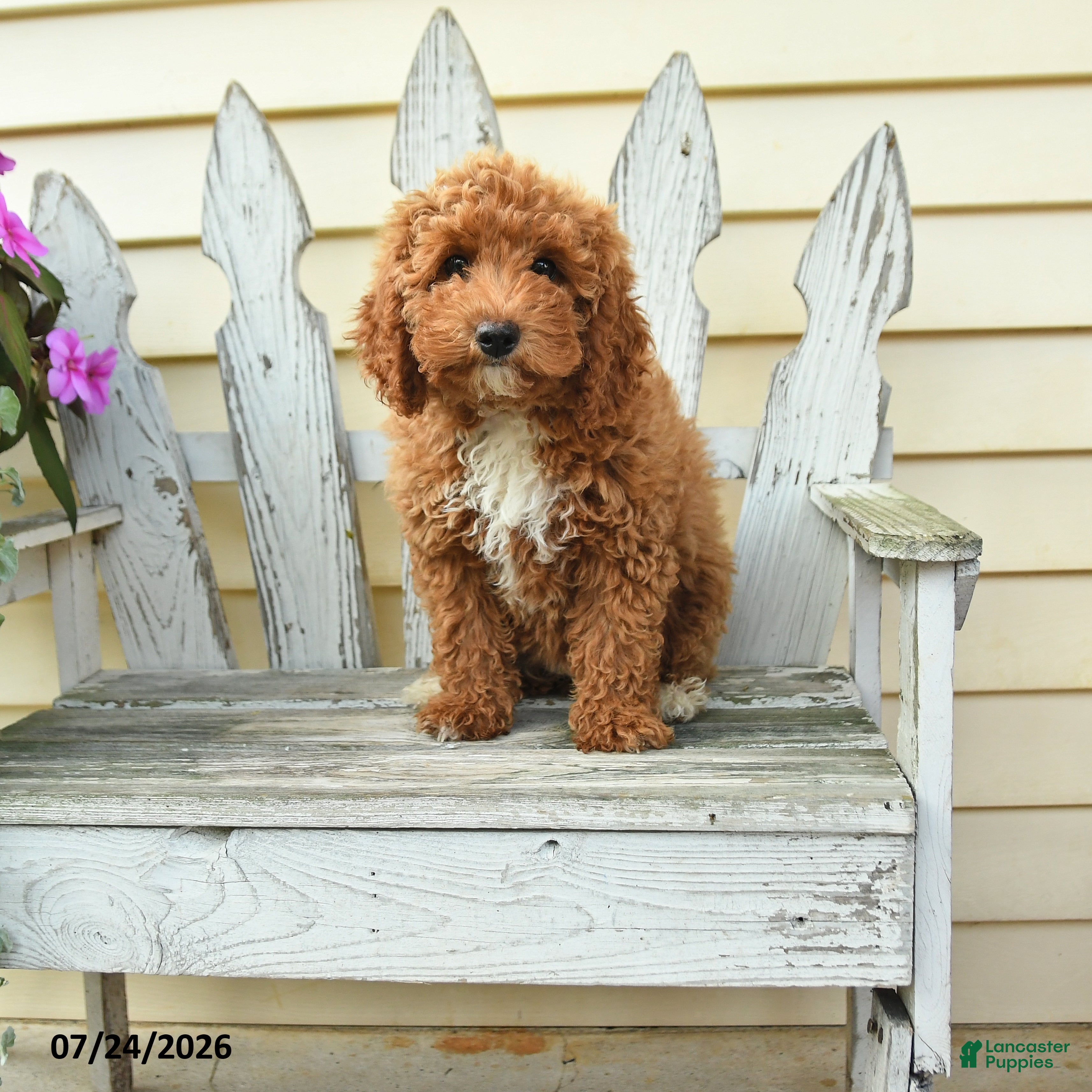 Aussiedoodle dogs Ruby - Ad 2