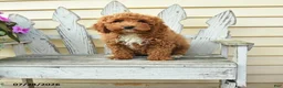 Aussiedoodle dogs for sale: Ruby - Ad 2