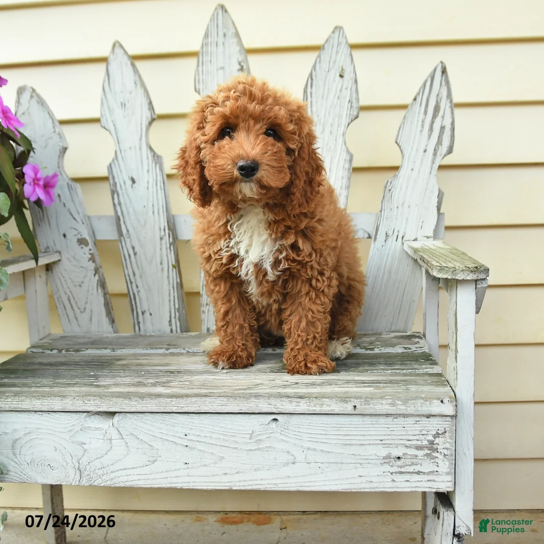Aussiedoodle dogs for sale: Ruby - Ad 2