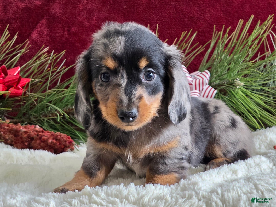 Miniature Dachshund dogs for sale: Korey - Ad 6