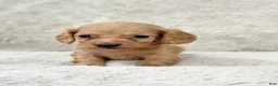Miniature Dachshund dogs for sale: AKC Longhair Red Girl Mini Dachshund - Ad 2