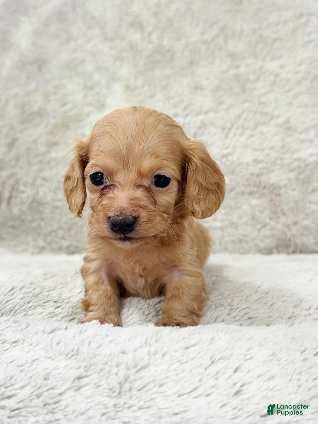 Miniature Dachshund dogs for sale: AKC Longhair Red Girl Mini Dachshund - Ad 2