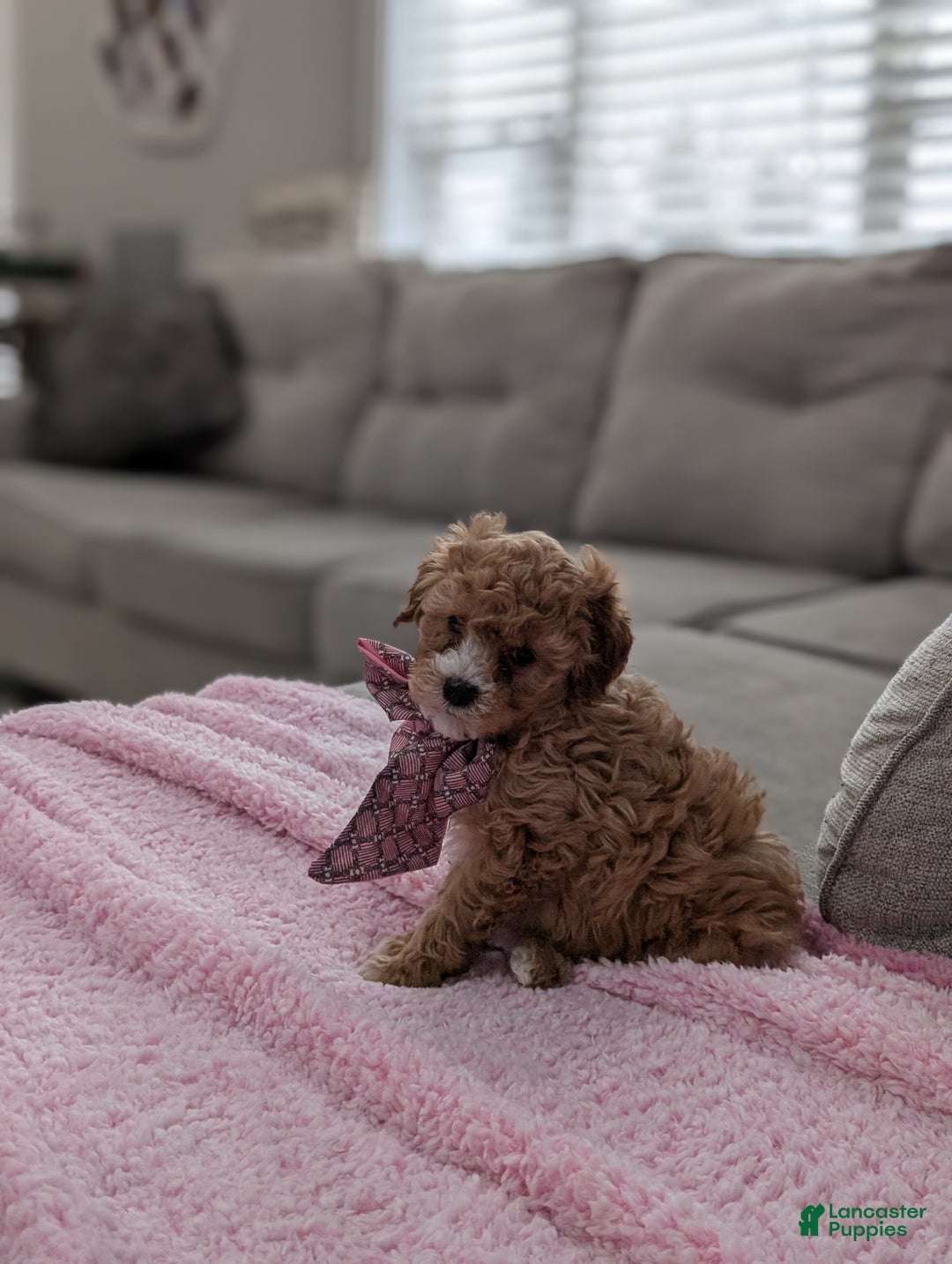 Toy Poodle dogs for sale: Wendy  - Ad 5