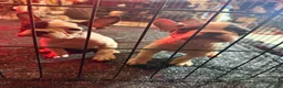 French Bulldog dogs for sale: French Bulldog 2 - Ad 1