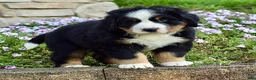 Bernese Mountain Dog dogs for sale: Mr. Barney - Ad 3