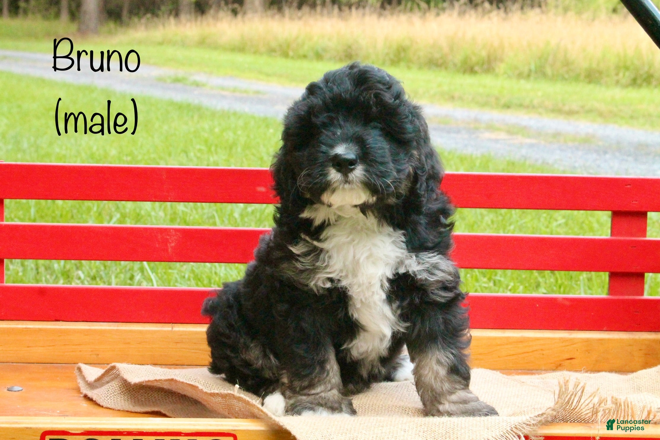Mini Bernedoodle dogs Bruno - Ad 1